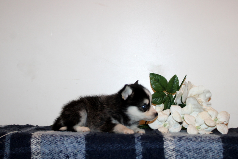 puppy, for, sale, Pomsky, Matthew B. Stoltzfus, dog, breeder, Gap, PA, dog-breeder, puppy-for-sale, forsale, nearby, find, puppyfind, locator, puppylocator, aca